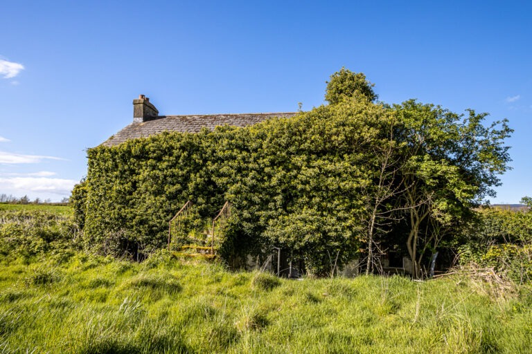 The Overgrown House